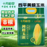 十月稻田 【四平】黄糯玉米 3.52斤(220g*8根)东北玉米棒 粘糯拉丝