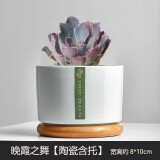 绿荫巷子多肉植物组合套餐肉肉室内植物办公室电脑桌面盆栽好养活小盆栽 【晚霞之舞】精养大颗 含瓷盆+托