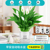 绿有意一帆风顺白掌盆栽室内绿植红掌花卉水培植物四季易活吸除甲醛好养 A级白掌（透明早安自吸水盆）
