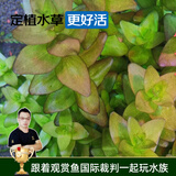 云峰海瑞真水草活体坨草 鱼缸水草泥 活水草 小鱼缸造景 鱼缸活体水草 虎耳坨草 1坨