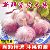 春平赋2025年云南新鲜大蒜头现挖新蒜紫皮大蒜批发鲜蒜红皮蒜糖醋湿蒜 2斤装含箱 1000g 【果径4-5cm]