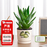 花翁芦荟盆栽室内净化空气绿植物办公桌面多肉四季花卉仙人掌源头直发