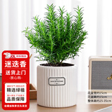 花翁盆栽可食用百里香香草植物香料 大盆迷迭香（浪琴瓷盆）源头直发