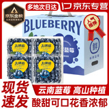 云南蓝莓【多地次日达】超大果高山花香蓝莓新鲜水果端午节送礼品 【110g-125g】*4盒【聚划算】 精选【单果12mm+ 】中果