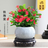 开时果 铁海棠盆栽带花发货 虎刺梅四季开花卉植物盆景绿植源头直发包邮 【铁海棠】哥窑冰裂盆+圆底托