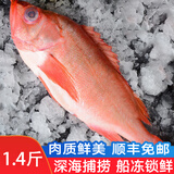 渔哥戏鱼深海红石斑鱼 富贵鱼冰岛冷冻大眼鱼石斑鱼生鲜鱼类 红石斑鱼【单条600-700g】