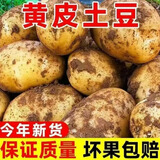 现挖当季土豆马铃薯农家自种新大洋芋生鲜蔬菜农产品黄皮黄心应季 带箱9斤大果《强力推荐》