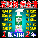 发财树专用营养液吊针液发黄掉叶子枯叶烂根肥料树木复活液激活剂 多菌灵杀菌剂×1瓶【500ml】