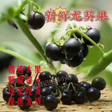 【顺丰空运】新鲜龙葵果黑天天黑悠悠黑呦呦黑星星端端水果 250g【尝鲜装】 顺丰空运