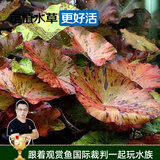 云峰海瑞水草活体懒人草鱼缸造景活体水草套餐鱼缸水草有茎类中后景真水草 【好养易活】虎斑睡莲1棵