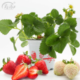 寿禾草莓苗带土发货大苗寿禾苗场四季带盆栽好春夏批发奶油秧苗 【带土带盆】红颜草莓苗1盆