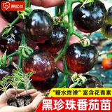 原起点矮生盆栽樱桃小番茄苗西红柿圣女果苗蔬菜带果菜苗种子孑水果苗秧 黑珍珠番茄苗【3棵】