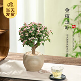 开时果 金枝玉叶盆栽棒棒糖老桩 多肉植物盆景水培办公室桌面花卉小绿植 【棒棒糖】大素烧砂盆+黄金沙