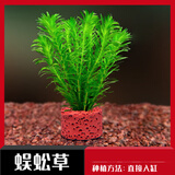 云峰海瑞水草活体懒人草鱼缸造景活体水草套餐鱼缸水草有茎类中后景真水草 【好养易活】蜈蚣草净水石1份