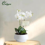 Only you【2小时达】白色蝴蝶兰带花苞花剑花盆真花盆兰花开业生日母亲节 2株白色（瓷盆随机）