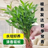 行湘竹柏水培绿植盆栽植物驱蚊花卉 竹柏20株不含瓶+营养液 源头直发