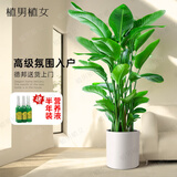 植男植女发财树招钱树天堂鸟金钱树幸福树白掌大绿植室内办公室客厅绿植 【天堂鸟】1.2-1.4m 白色罗马柱双层树脂盆