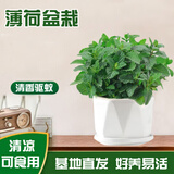 京云梦薄荷盆栽阳台可食用香草驱蚊虫绿植四季室内室外棱形源头直发