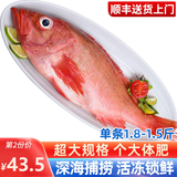 海皇湾红石斑鱼 冷冻整条深海大龙胆鱼富贵鱼海鲜水产 【超大规格】1.5-1.8斤*1条