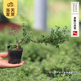 开时果 各类小盆栽绿植素材苗 小叶赤楠造景微景观植物盆景源头直发包邮 悬崖六月雪（小杯）