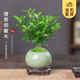 开时果 清香胡椒木盆栽 办公室内花卉迷你桌面盆景植物驱蚊草好养绿植 哥窑浅绿盆+苔藓+圆形底托
