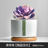 绿荫巷子多肉植物组合套餐肉肉室内植物办公室电脑桌面盆栽好养活小盆栽 【紫珍珠】精养大颗 含瓷盆+托