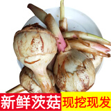 辰实【现货】茨菇新鲜 慈姑 云南白茨姑现挖应季蔬菜燕尾菇 5斤