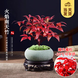 开时果 火焰南天竹桌面植物盆栽 室内冬季耐寒红叶绿植书房禅意创意摆件 绿色椭圆盆+苔藓+底托
