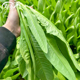 寿禾 油麦菜种子耐热生菜农家四季蔬菜种孑播秋冬季菜种子小青菜菜籽 四季米香油麦菜种子3g约1000粒