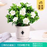开时果 栀子花盆栽浓香型带花苞发货 阳台花卉好养绿植物源头直发包邮 简约白盆【150#栀子花苞】