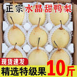 河北鸭梨新鲜10斤应当季水果现摘正宗水晶酥白梨雪梨整箱包邮梨子 净重9斤精选大果