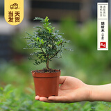 开时果 各类绿植盆栽盆景DIY素材苗 六月雪文竹小苗室内造景微景观植物 胡椒木（小杯）
