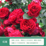 行湘爬藤月季花卉绿植盆栽花园地栽 红色龙沙20cm左右2棵 源头直发