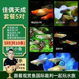 美人雾孔雀鱼观赏鱼活体凤尾鱼斗鱼宠物活体小型热带鱼活体活鱼 佳偶天成套餐5对 （3cm左右）