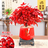开时果 火焰南天竹桌面植物盆栽 室内冬季耐寒红叶绿植书房禅意创意摆件 【年宵款】吉祥八角盆+黄沙+底托