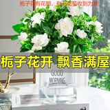 萌肉居易活盆栽花卉水培土培绿植桌面植物浓香型栀子花+早安盆源头直发