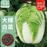 寿禾 大白菜种子种苗春季种植蔬菜种籽 潍育颗颗十八斤白菜种子10g