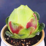 多肉组合盆栽阳台盆栽喜阳植物新手福利按图发货品种花卉好养 水蜜桃玫瑰【4-5厘米】塑料盆栽