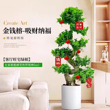 叹为观止大型绿植各种大型盆栽发财树金钱树榕树流泉枫办公室内盆景好养活 老桩S弯造型金钱榕1-1.2m圆柱盆