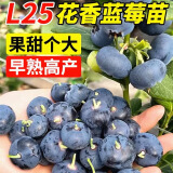 稔秋新品种L25蓝莓苗当年结果蓝莓树阳台盆栽地栽南北方种植原土发货 新品种L25【全国种植】 5年苗【当年结果】