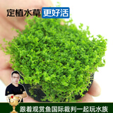 云峰海瑞水草活体鱼缸水族箱造景装饰真火山石水草活体懒人草造景活水草 迷你矮珍珠陀草