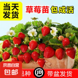 草莓苗四季奶油草莓苗种植盆栽阳台庭院地栽当年结果南方北方种植 混合品种草莓 特惠款裸根【6棵苗】