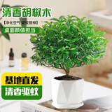 京云梦清香木盆栽防蚊虫驱蚊草绿植桌面绿清香胡椒木+棱边盆源头直发