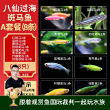 云峰海瑞热带鱼 观赏鱼 观赏鱼小型 斑马鱼 活体 热带鱼活体 小型鱼 活鱼 八仙过海 斑马鱼A套餐 （8条）