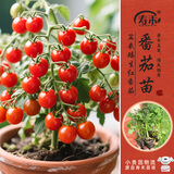 寿禾红矮生番茄苗带土西红柿蔬菜苗  矮生红番茄苗带肥源头直发包邮
