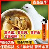 鑫晶盛华鸽子 鸽子肉鸽子生鲜现杀 农家老鸽子保留心肝胗【顺丰冷链包邮】 5年鸽王3只 单只净重约350g