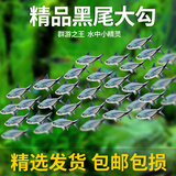 宠小侠黑尾大勾群游鱼草缸小型鱼热带观赏鱼淡水黑尾扯旗红绿灯科鱼包邮 2.5-3cm黑尾10送2备损 共12条