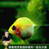 云峰海瑞 观赏鱼活体中小型热带鱼红绿灯鱼淡水水族鱼宠物接吻鱼虎皮鱼 金波子鱼2条（1.5-2cm）