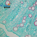 维克科教显微镜配件 药用植物 苦参根横切 高等教育使用教学切片标本（可单买） 苦参根横切 5片装