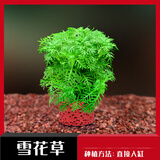 云峰海瑞水草活体懒人草鱼缸造景活体水草套餐鱼缸水草有茎类中后景真水草 【好养易活】雪花草净水石1份